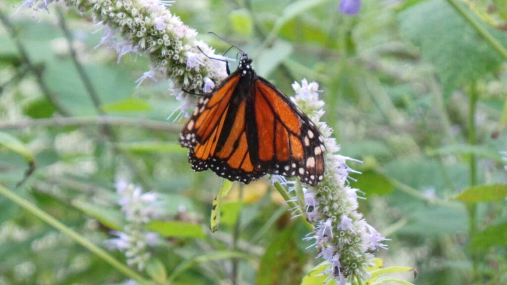 Brookgreen Gardens