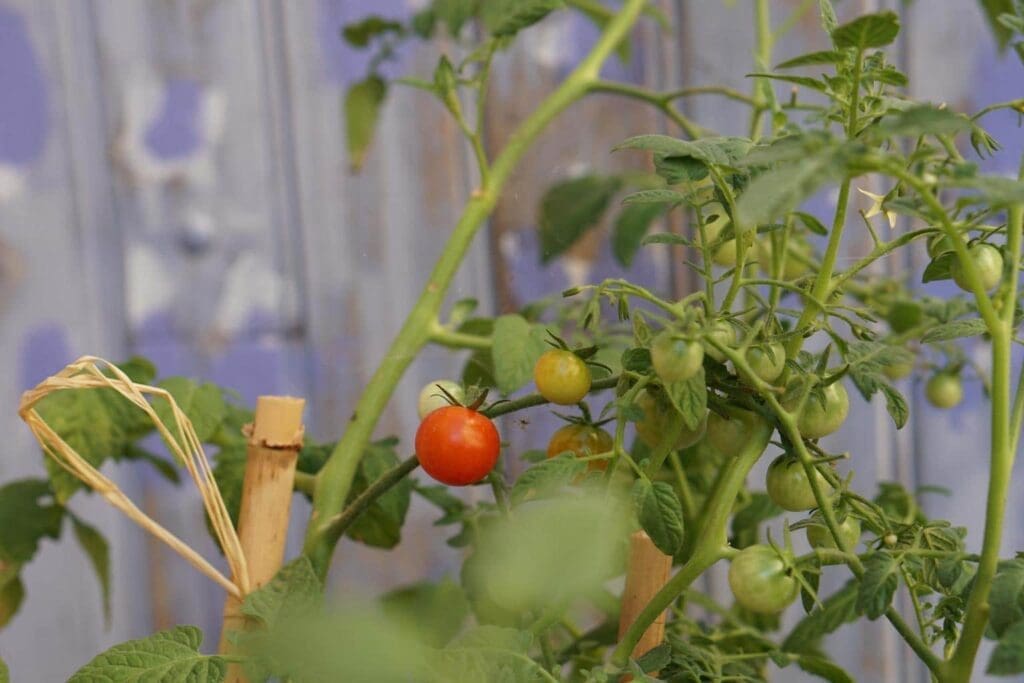 How To Prepare A Garden Bed For Fall And Winter