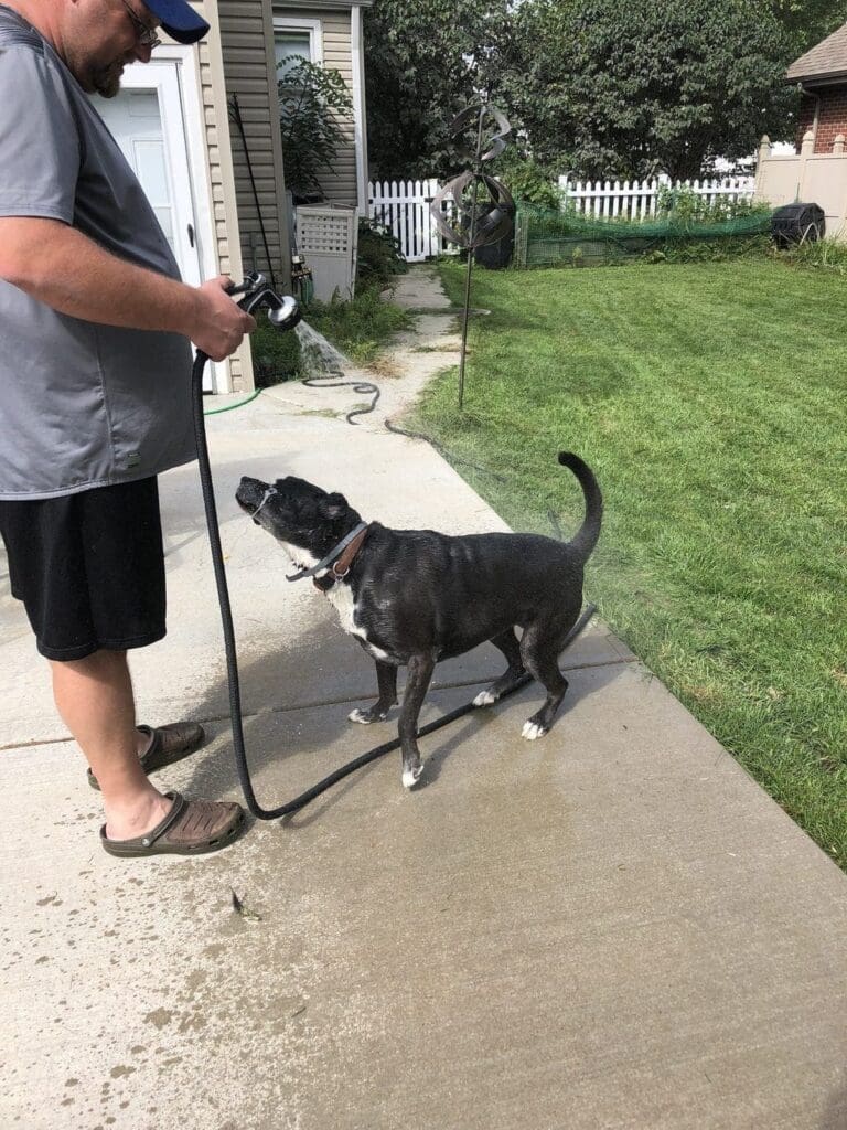 Pet Shampoo