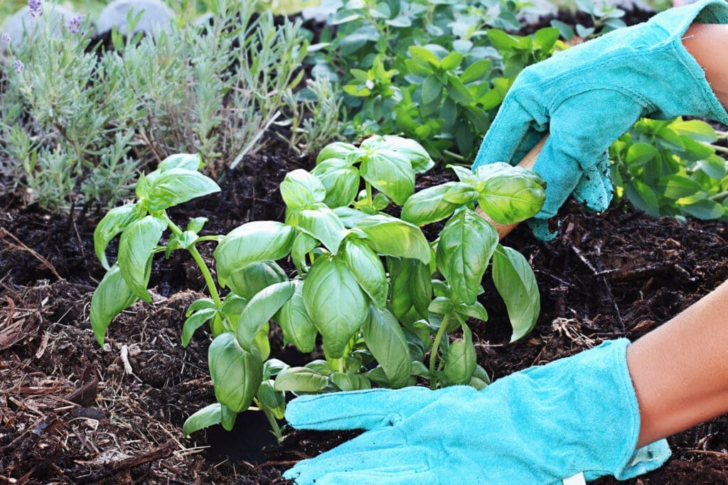 Herbs to Grow in a Garden