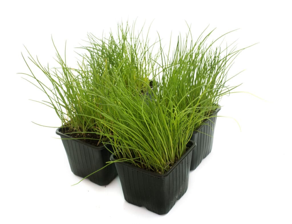 The Best Herbs To Plant In A Garden