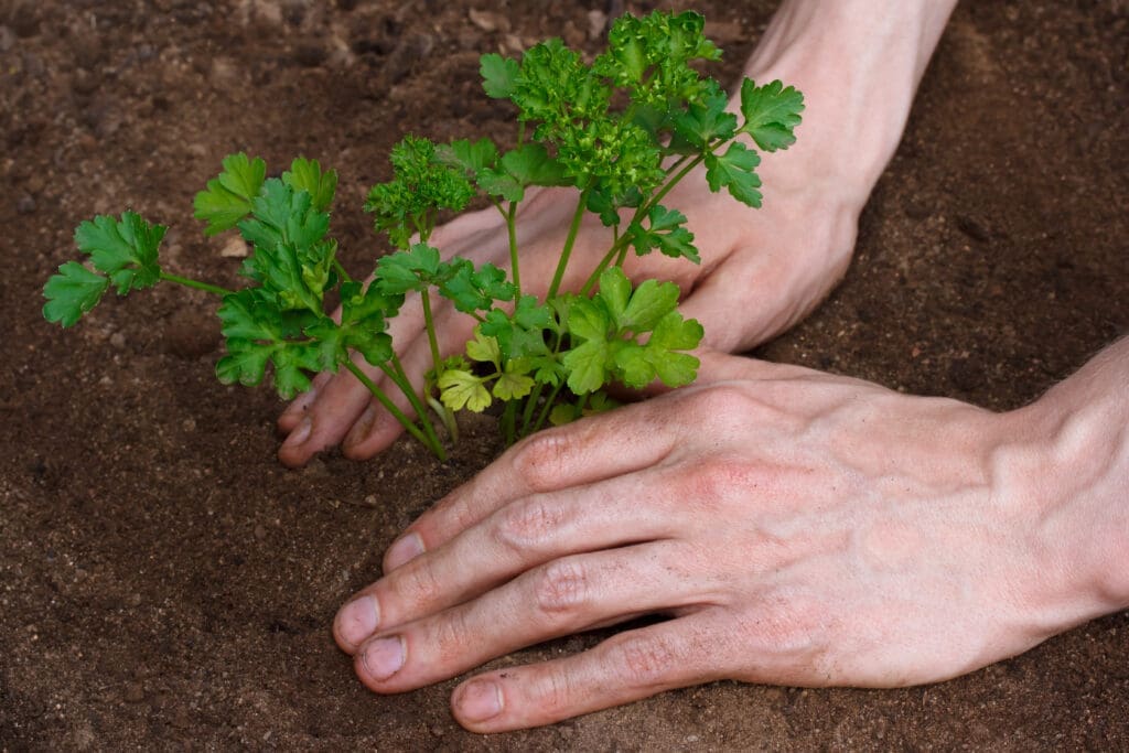 Herbs to Grow in a Garden