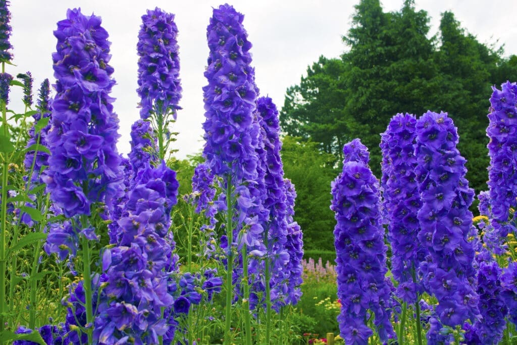 best plants for hummingbirds delphinium