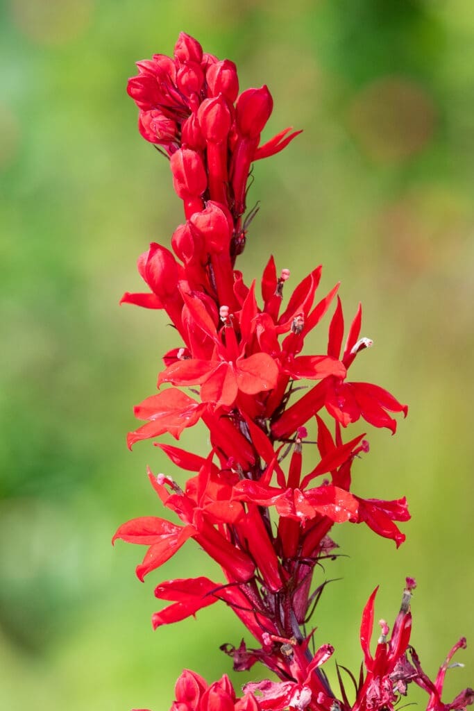 Best plants for hummingbirds cardinal flower