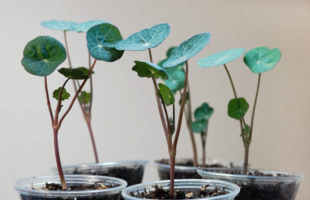 The Best Herbs To Plant In A Garden