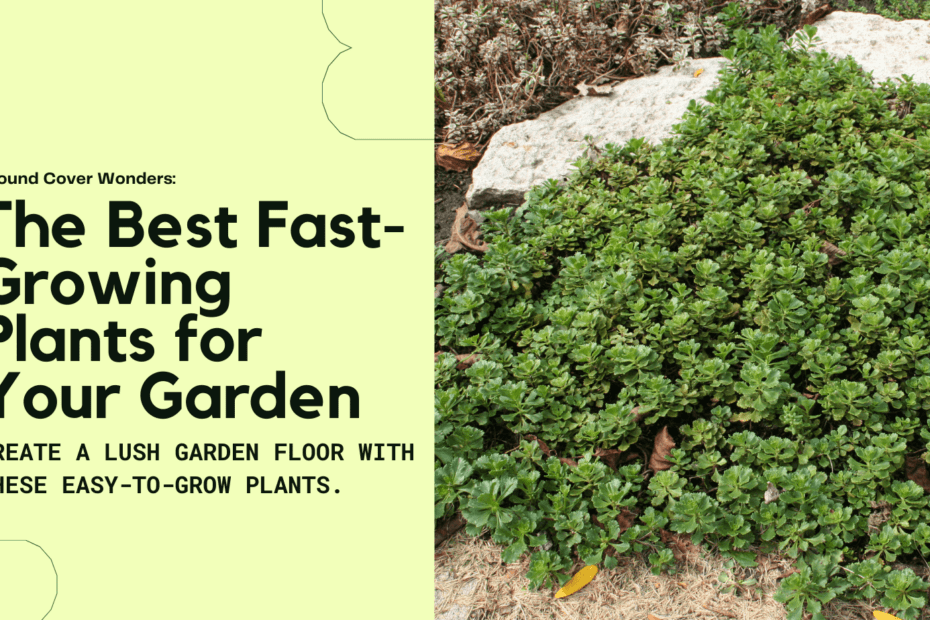 Fast Growing Ground Cover Plants