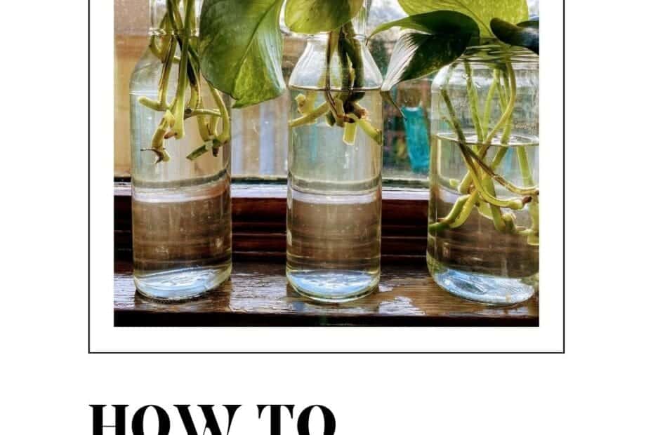 Peperomia Plant