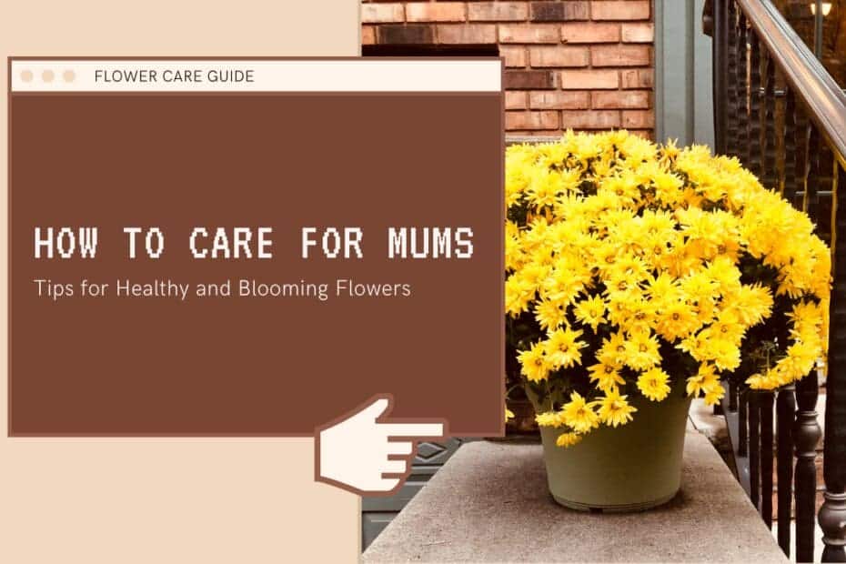 How To Care For Mums