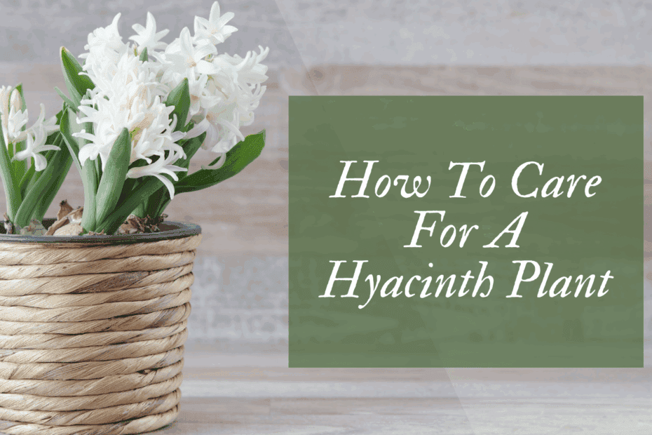 How To Care For A Hyacinth Plant